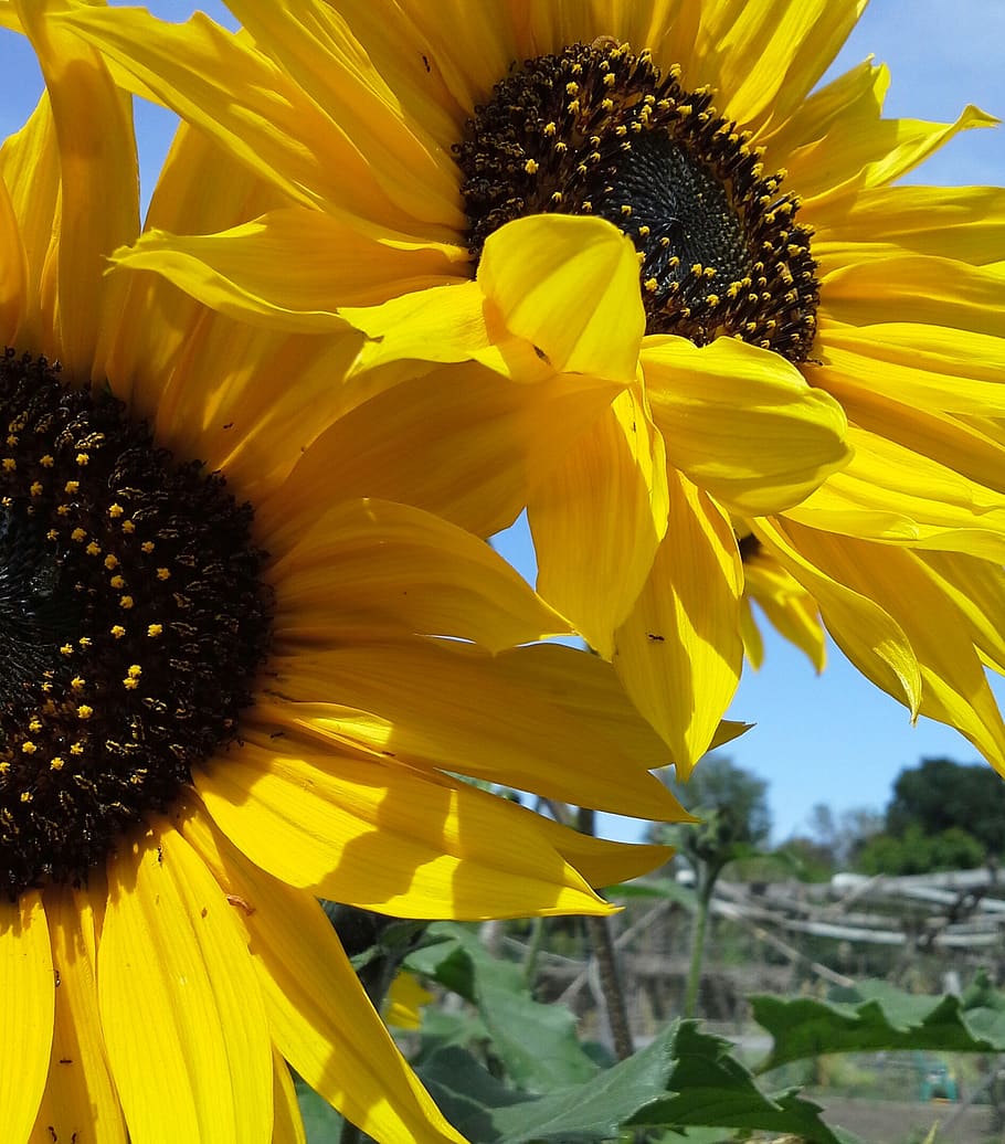 sunflower, yellow, flowering plant, freshness, petal, fragility HD wallpaper