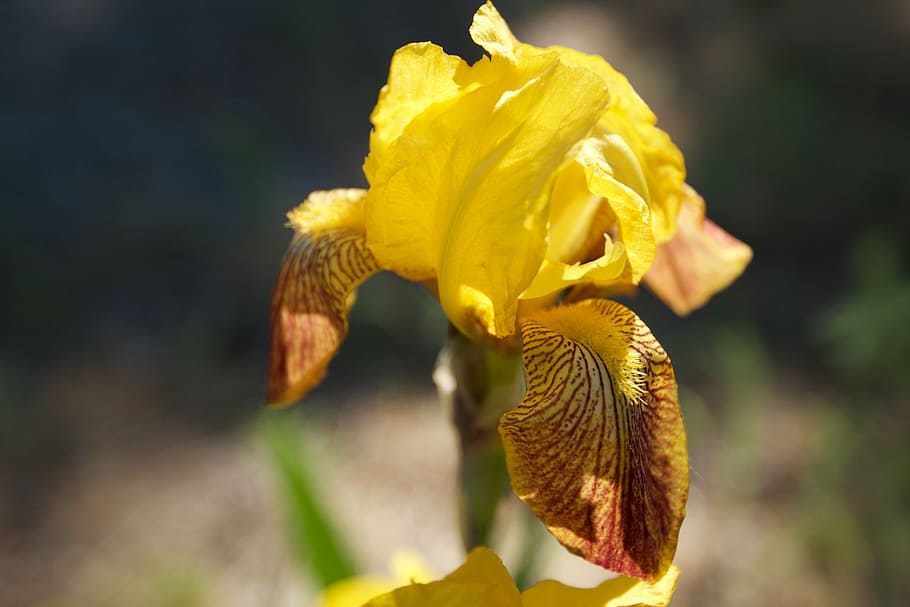 iris, yellow, flower, nature, spring, blossoms, vulnerability HD wallpaper