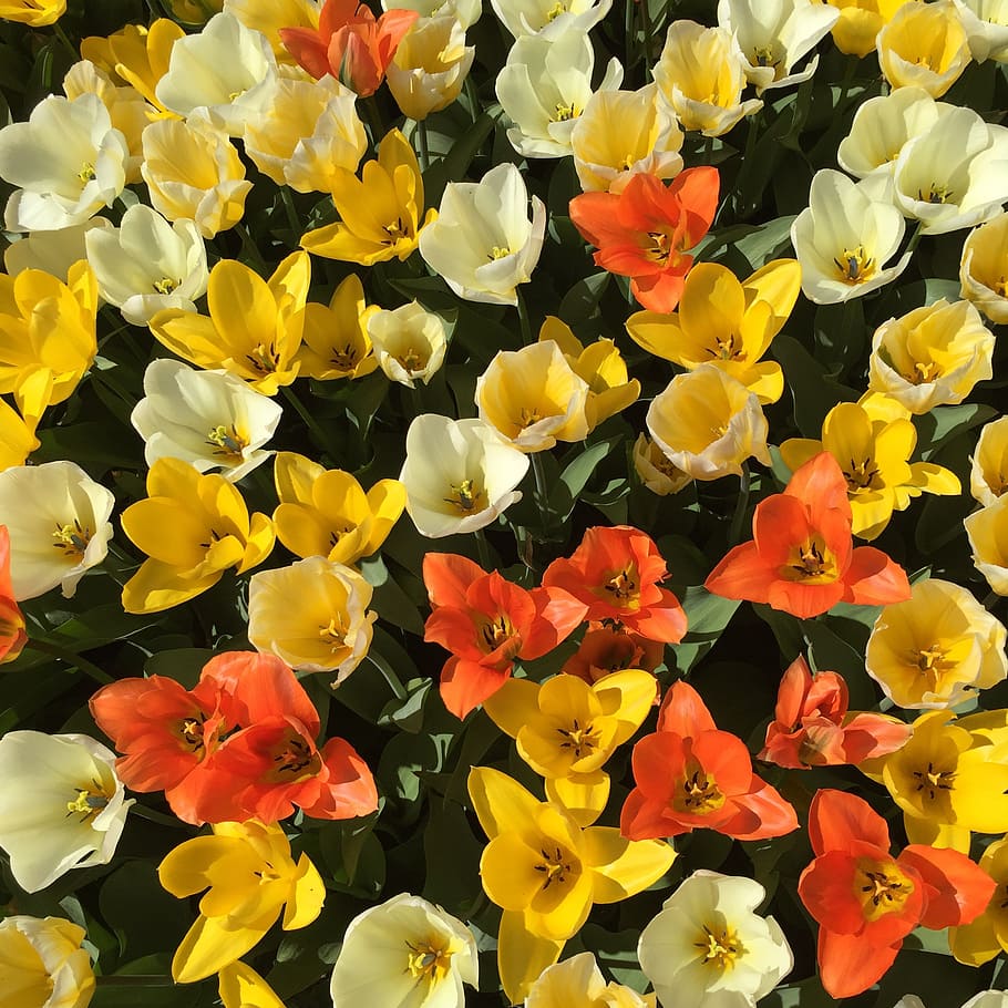 tulips, flowers, orange, yellow, plant, blossom, bloom, spring HD wallpaper