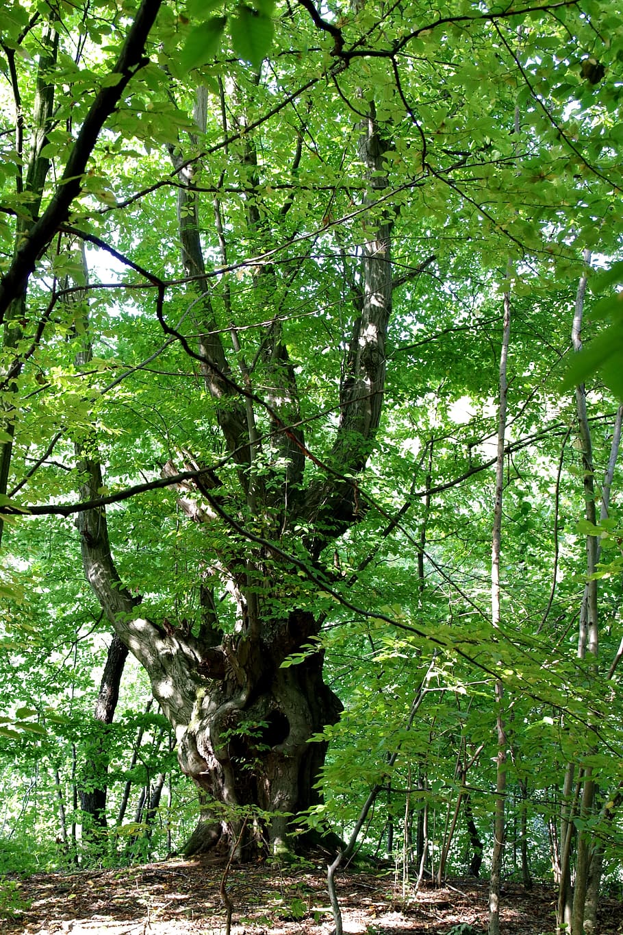 hornbeam, tree, forest, park, autumn, konary, old tree, trunk HD wallpaper