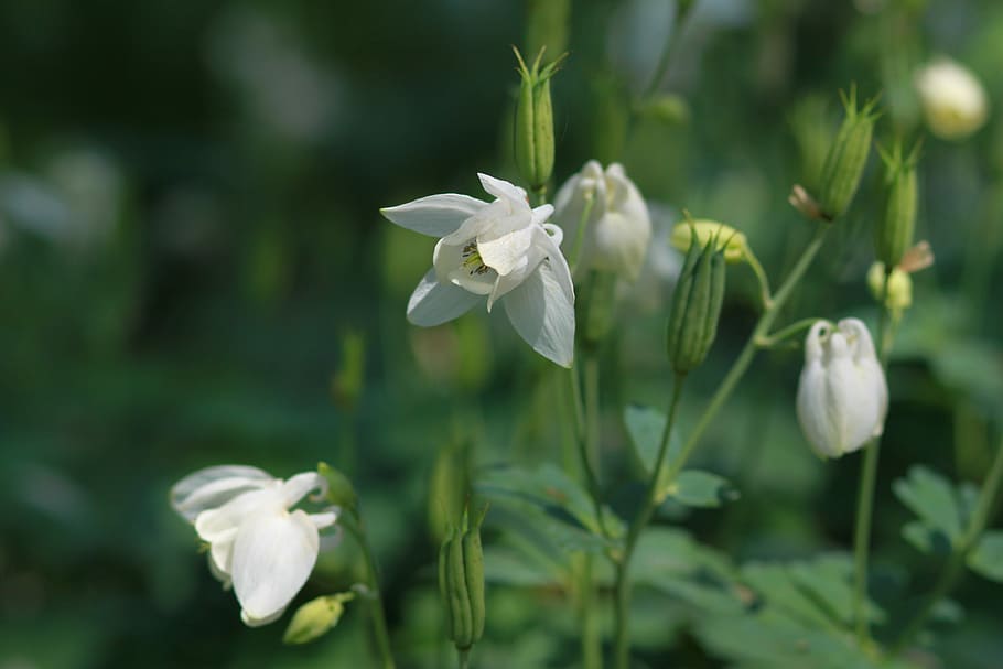 nature, plants, flowers, leaf, garden, flower garden, petal HD wallpaper