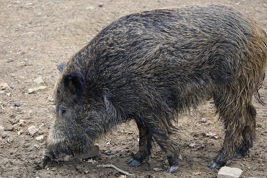 boar, pig, sow, nature, animal, park, zoo, sababurg castle, HD wallpaper