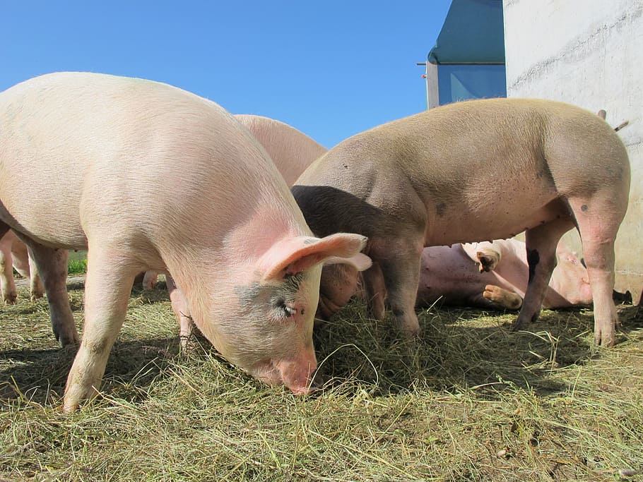 group of pigs on green grass during day time, alp rona, furna, HD wallpaper