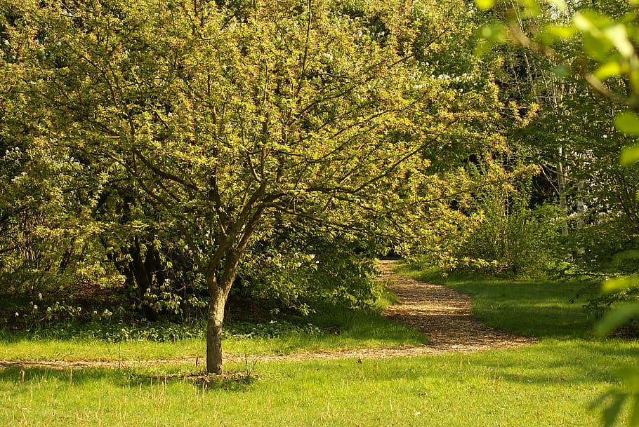 garden, tree, hiking, nature, romantic, spring, plant, growth HD wallpaper