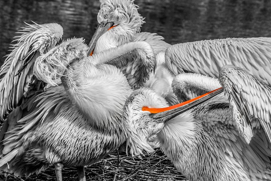 selective color photography of herons, pelikan, bird, water bird