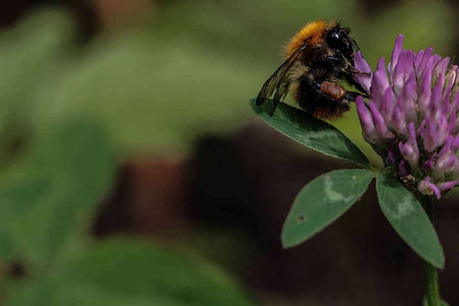 Bumblebee, Flower, Insect, Nature, summer, macro, one animal HD wallpaper