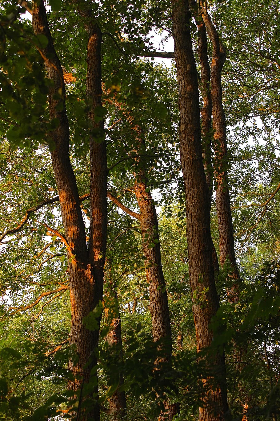 forest, trees, abendstimmung, sunset, dusk, plant, tree trunk HD wallpaper