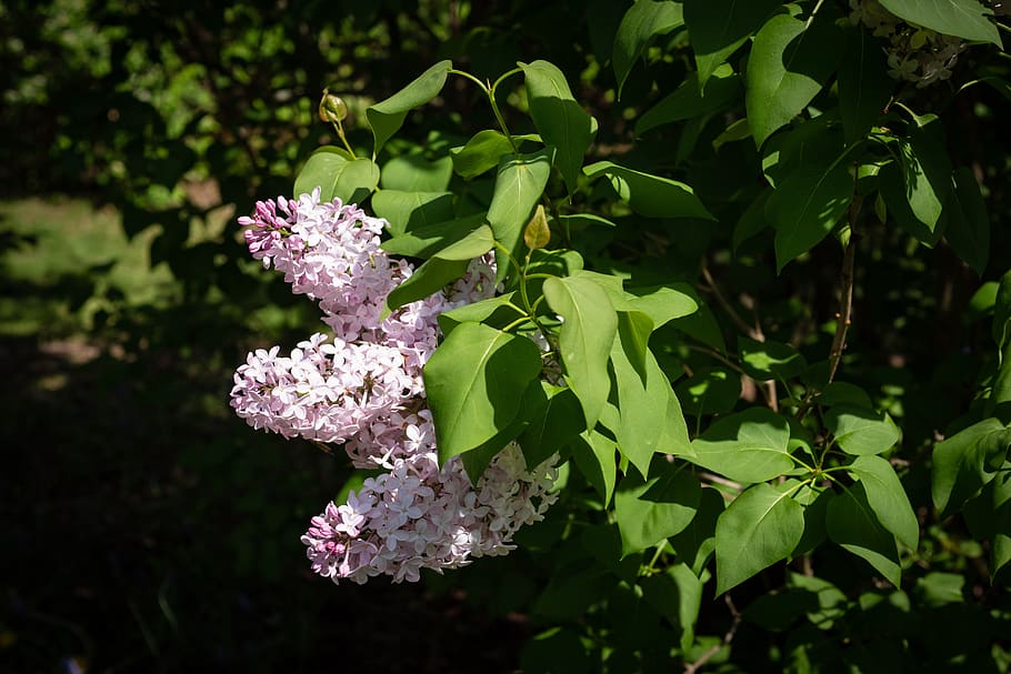 lilac, flower, spring, garden, flowering plant, growth, beauty in nature HD wallpaper