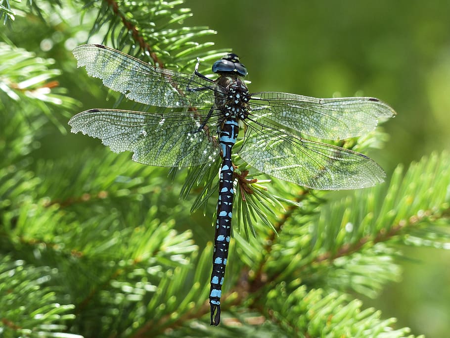 blue and black dragonfly perching on green leaf, brown, insect HD wallpaper