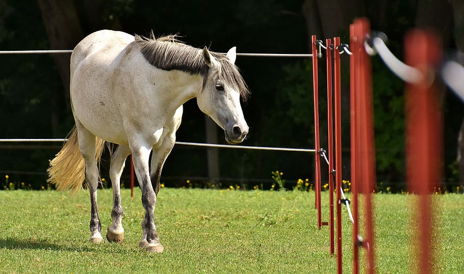 white horse near fence on green grass field, mold, coupling HD wallpaper