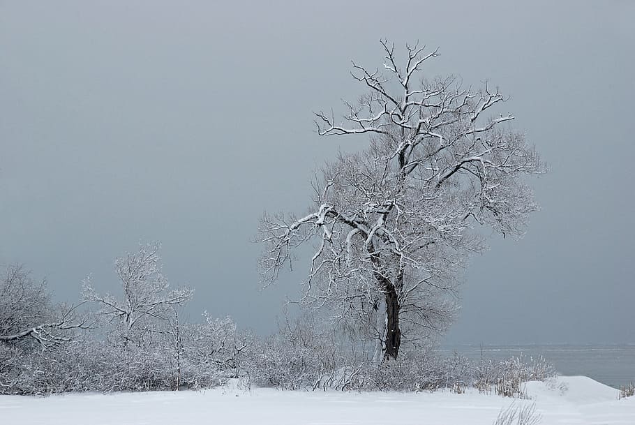 tree, snow, cold, fog, season, white, nature, landscape, ice HD wallpaper