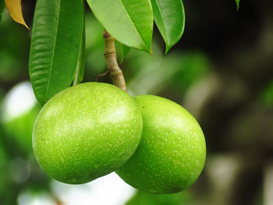 green, fresh, vegetable, tree, hanging, nature, fruit, food and drink HD wallpaper