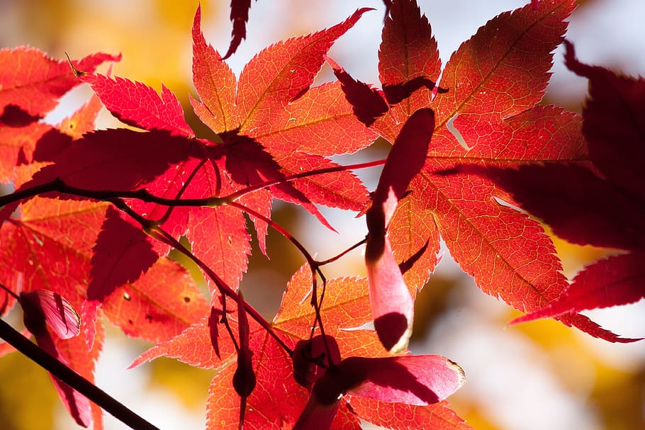 maple, autumn, leaf, red, leaves, coloring, bright, fall color HD wallpaper