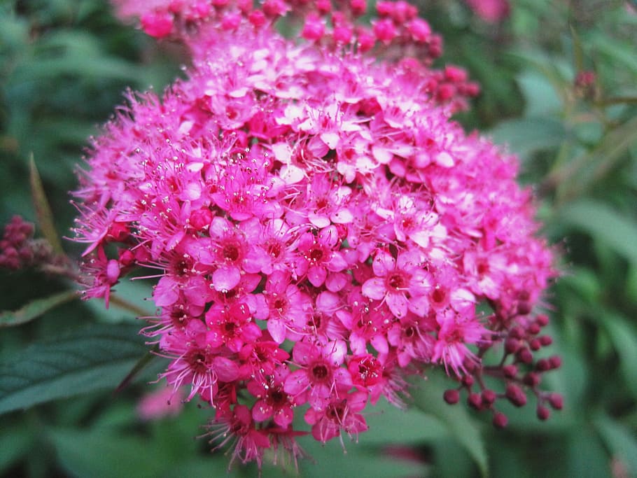 flowerhead, florets, pink, bright, small, delicate, flowering plant HD wallpaper