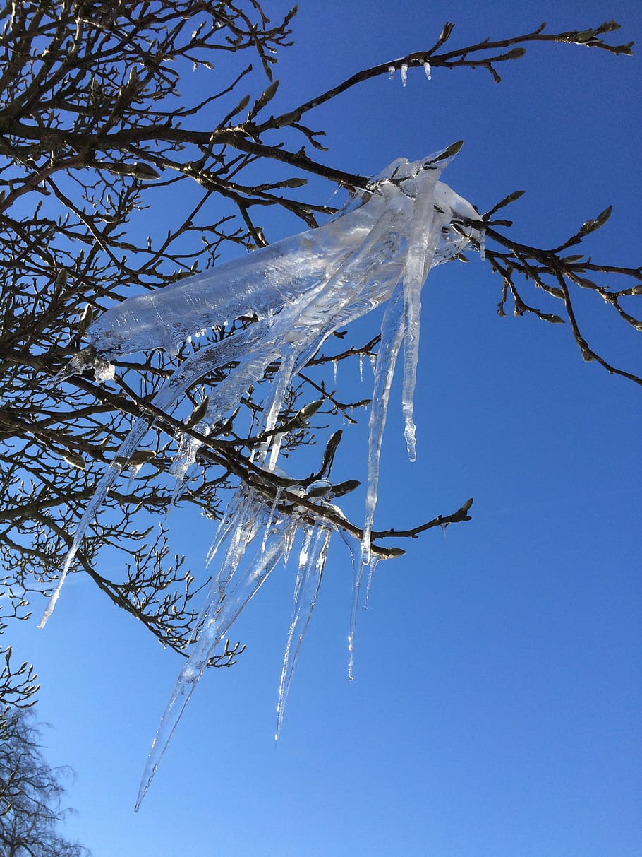 icicle, ice, winter, cold, frozen, icy, sky, tree, plant, low angle view HD wallpaper