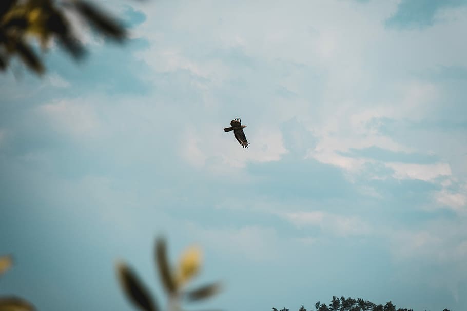black bird flying, flying bird of prey during daytime, eagle HD wallpaper