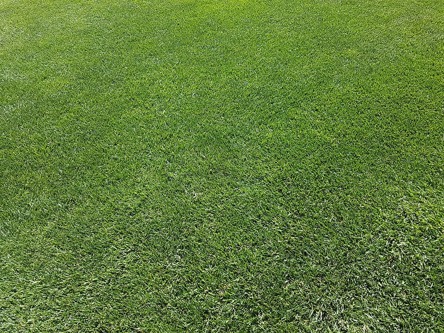 green grass field, rush, ornamental grass, maintained, perfect HD wallpaper