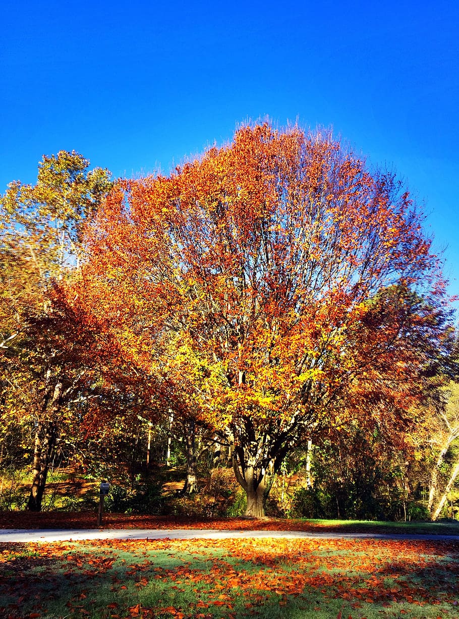fall, tree, park, blue sky, autumn, nature, landscape, foliage HD wallpaper