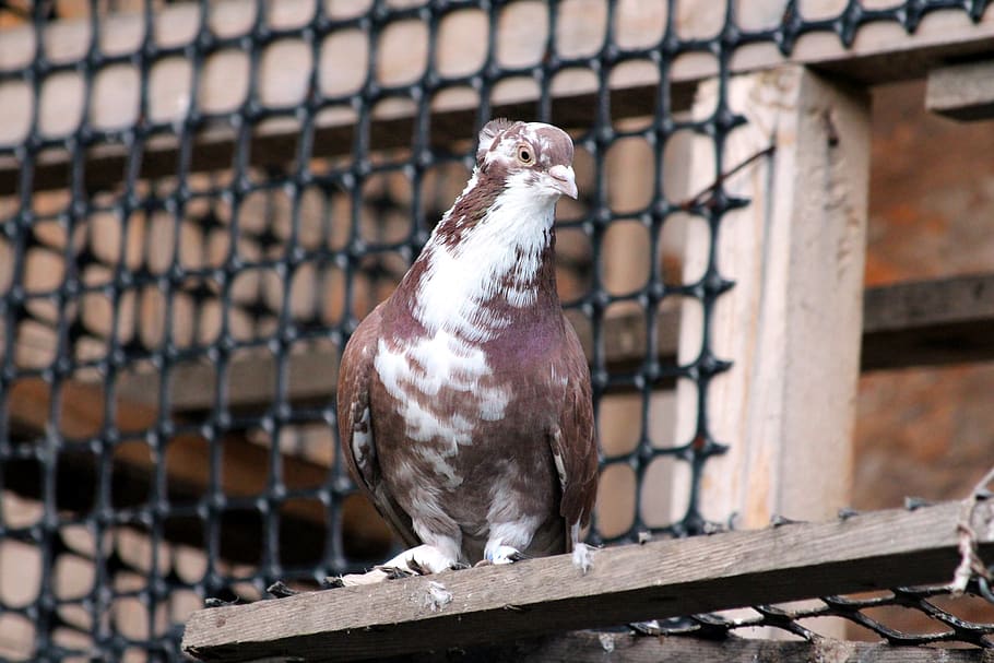 dove, bird, no one, feathered race, domestic pigeon, nature