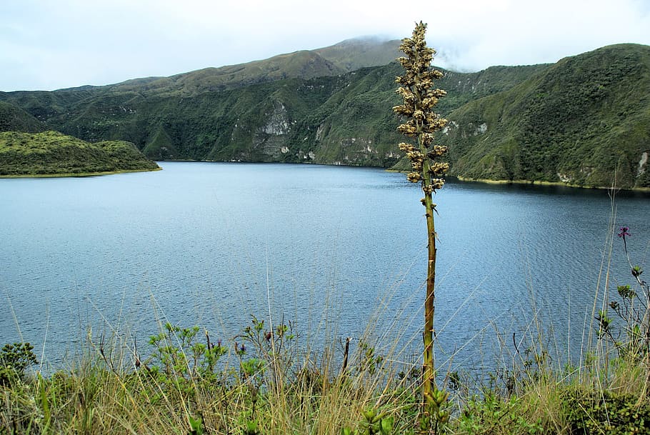 cotacachi, volcano, ecuador, caldera, crater lake, 4900 m, agave HD wallpaper