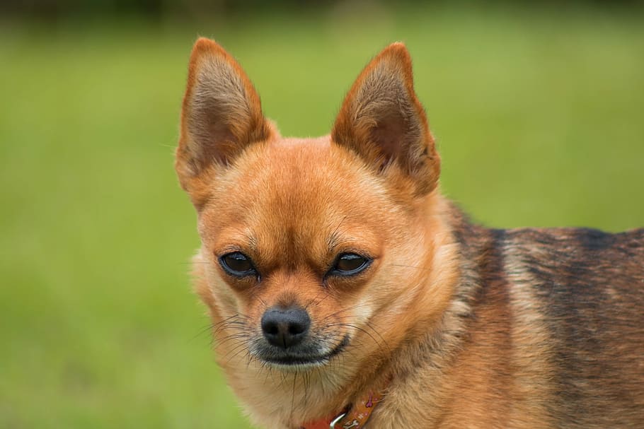 selective focus photo of smooth tan Chihuahua, Dog, Puppy, Animal, HD wallpaper