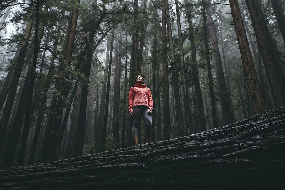 woman standing in forest while looking upwards, nature, landscape, HD wallpaper