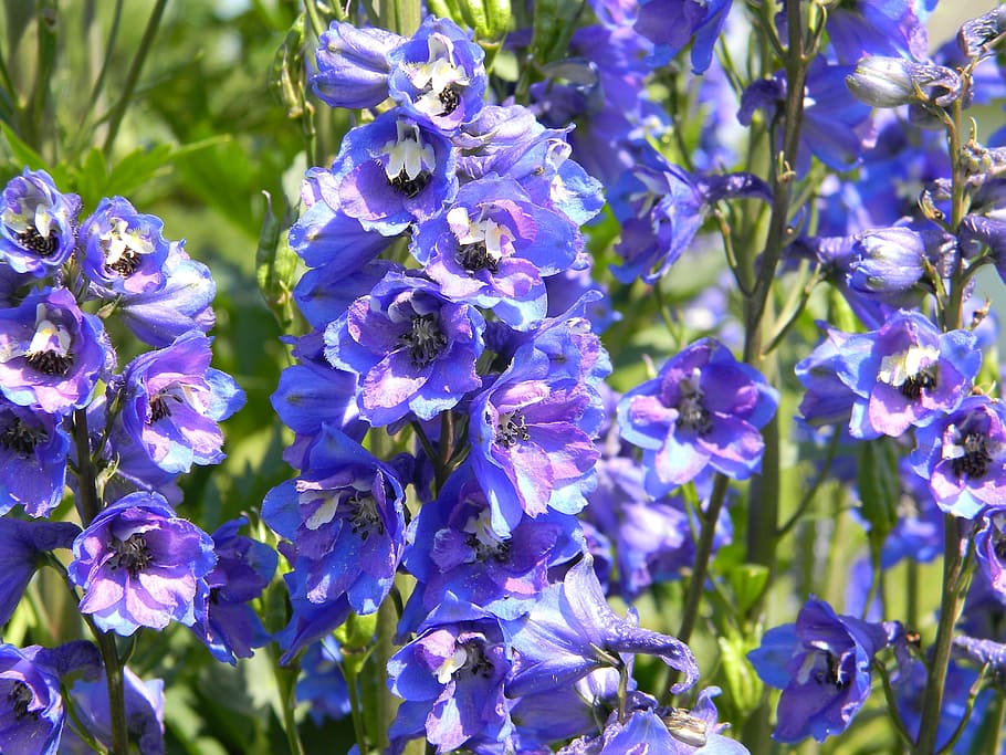 delphinium, purple delphinium, garden flowers, blue flowers, HD wallpaper