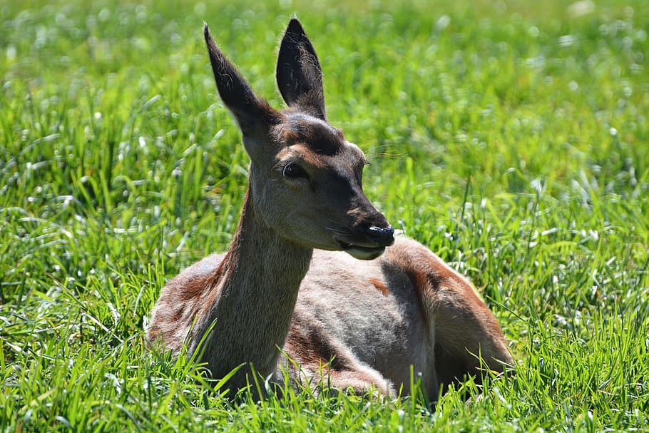 Roe Deer, Animal, Forest, Scheu, grass, animal themes, animals in the wild HD wallpaper