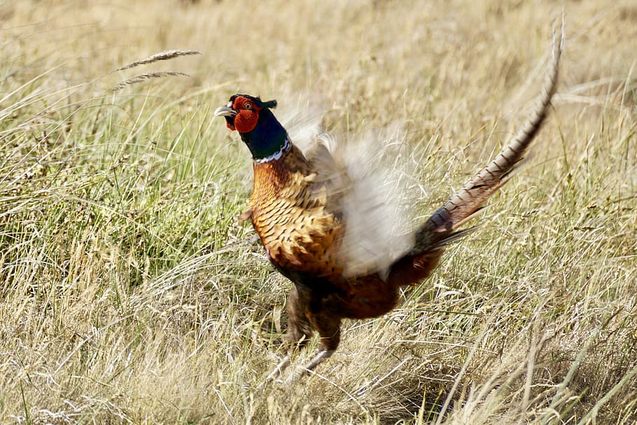 Pheasant, Bird, Males, Feather, threaten, defend, plumage, colorful HD wallpaper