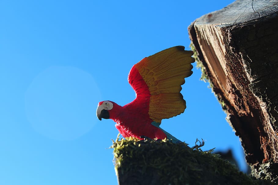nature, sky, bird, animal themes, vertebrate, parrot, animals in the wild HD wallpaper