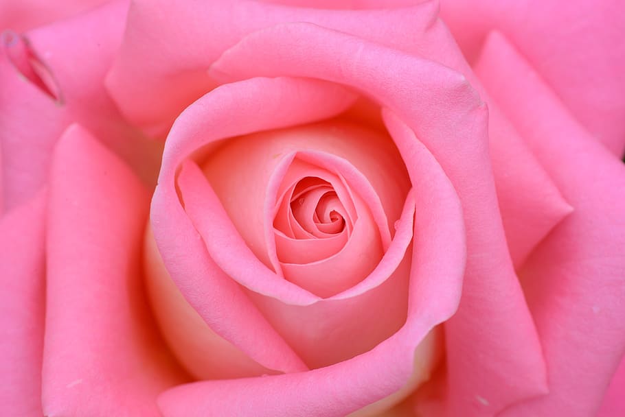 close up photography of pink rose, flowers, petal, nature, rose - Flower HD wallpaper