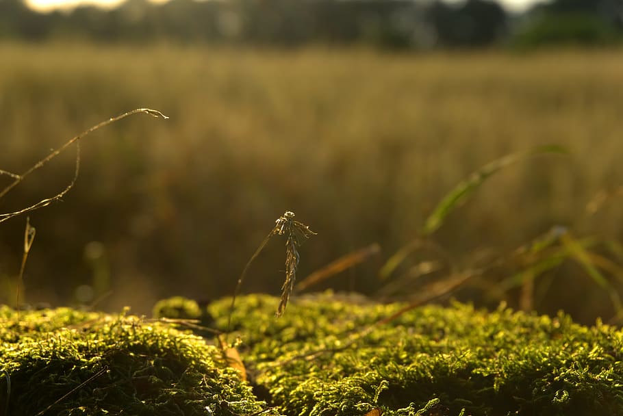 Moss, Grass, Cereals, Back Light, summer, sunset, nature, forest HD wallpaper