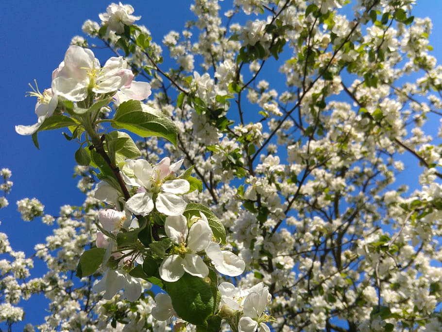 Flowering Crabapple, Spring, apple flower, tree, fruit, twigs HD wallpaper