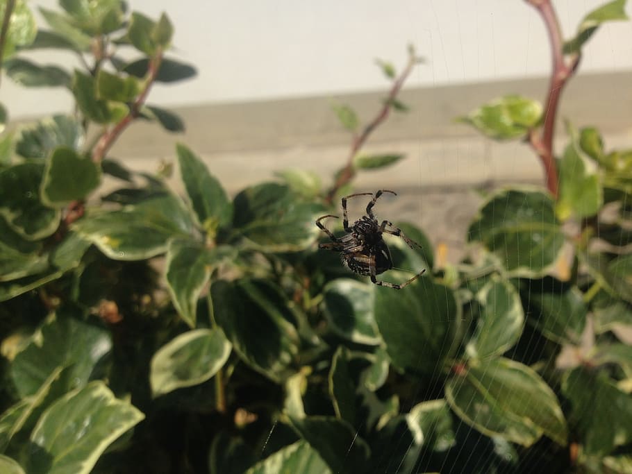 spider, arachnid, web, predator, hairy spider, insect, nature HD wallpaper