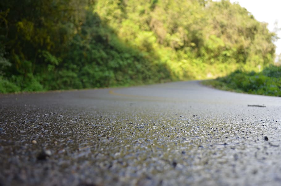 mato, nature, vegetation, road, transportation, surface level HD wallpaper