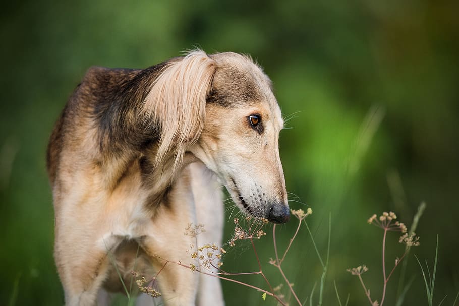 adult brown saluki close-up photography, dog, pet, pets, hairy, HD wallpaper