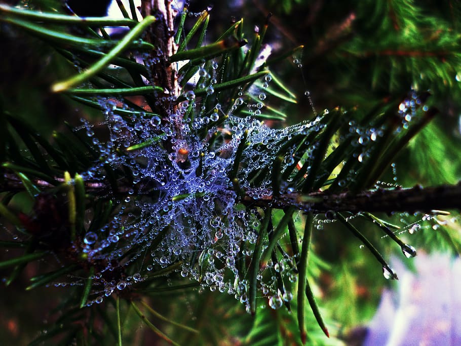 drops, macro, web, water-drop, raindrop, detailed, nature, tree HD wallpaper