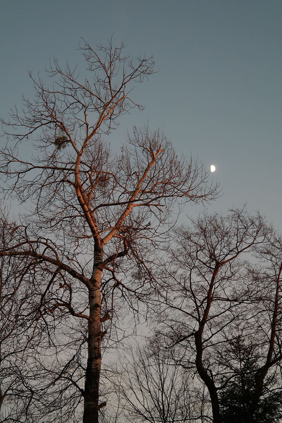 Moonlight, Tree, White Poplar, large, high, bare tree, nature HD wallpaper