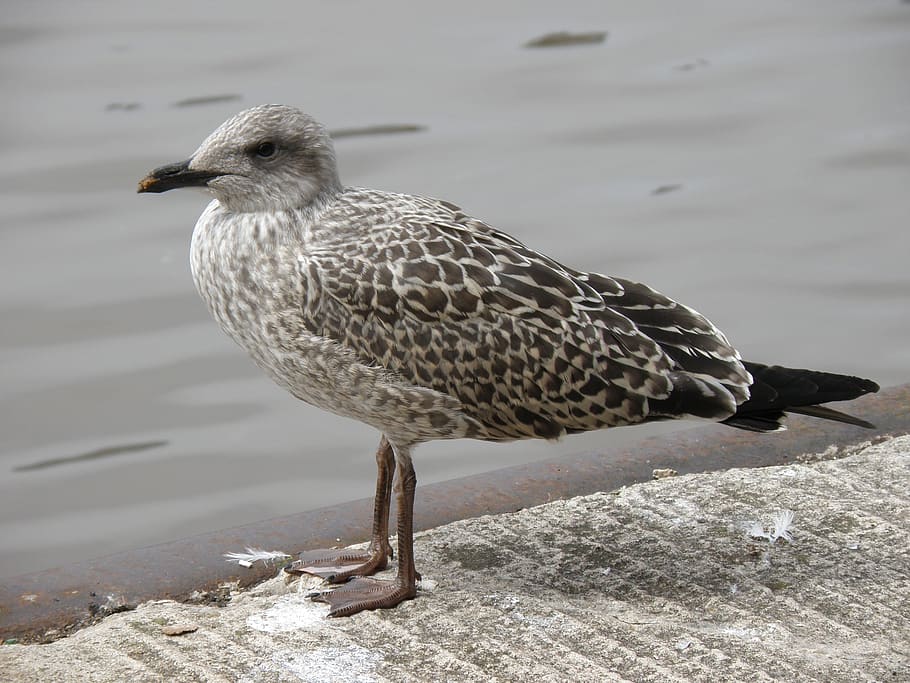 seagull, chick, bird, one animal, animal themes, animal wildlife HD wallpaper