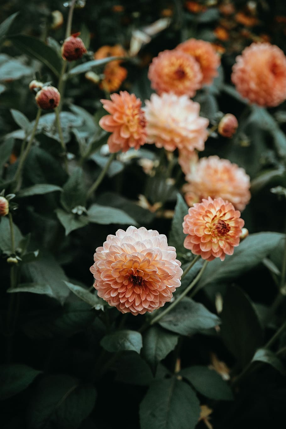 Forde Abbey, peach dahlia flowers at daytime, petals, leaves HD wallpaper