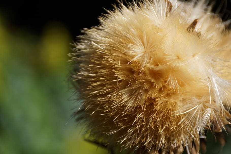 soft, fluffy, nature, seed, head, fragility, vulnerability HD wallpaper
