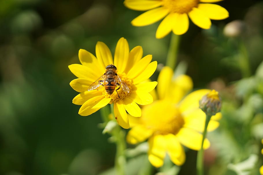 Flowers, Yellow, Summer, Macro, Close, white flowers, wild flower HD wallpaper