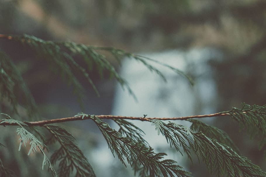 light, dawn, blur, leaves, branch, close-up, environment, growth HD wallpaper