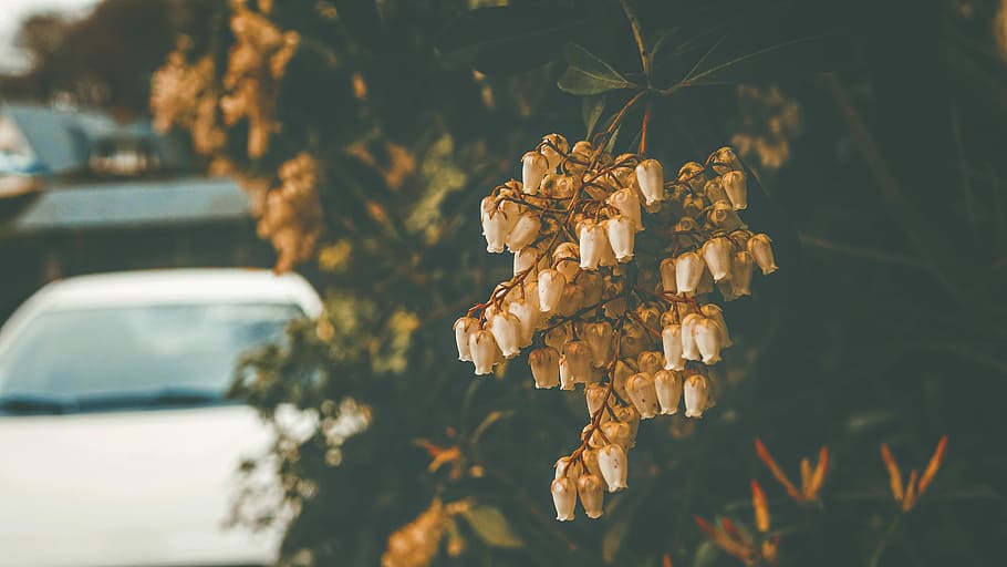 selective focus photography of white flowers, tree, car, nature HD wallpaper
