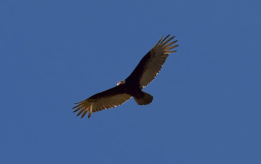 turkey vulture, bird, scavenger, wildlife, nature, animal, raptor, HD wallpaper