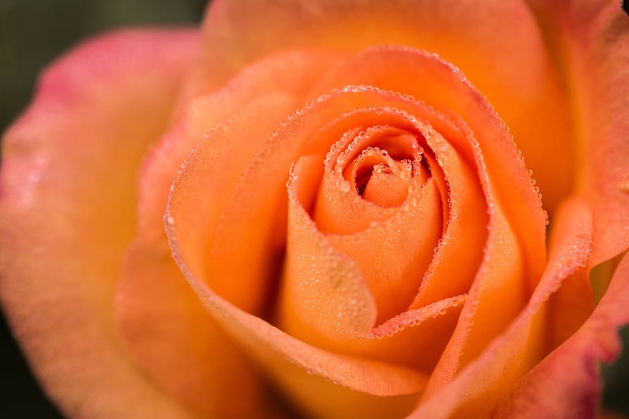 rose, flower, dewdrops, macro, bloom, plant, botanical, petals HD wallpaper