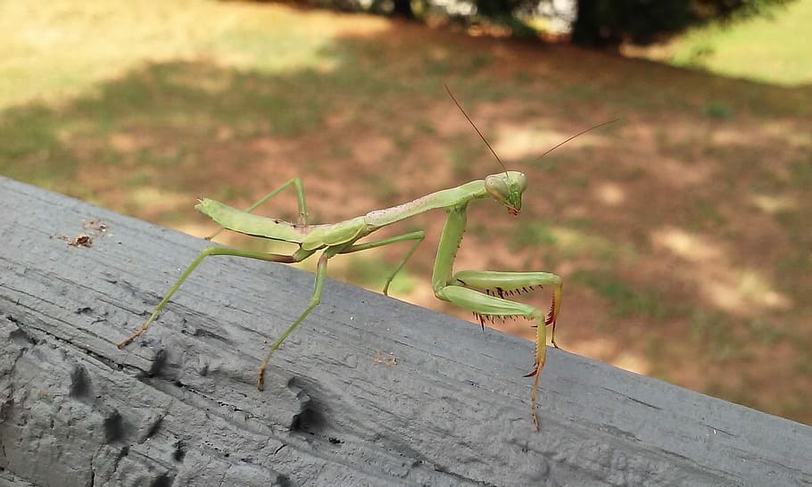 Bug, Praying Mantis, Insect, animal, wildlife, macro, pest HD wallpaper