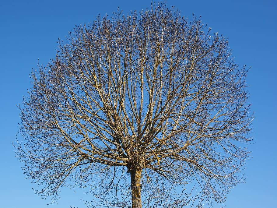 tree, kahl, spring, elm, aesthetic, globose, sprout, crown HD wallpaper
