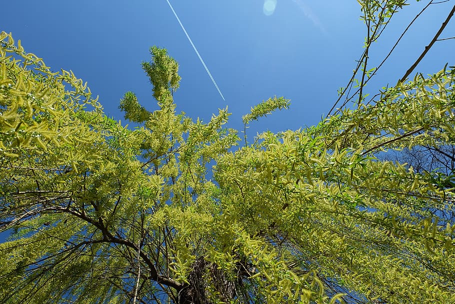 nature, tree, willow, sky, blue, green, plane, trace, sunny HD wallpaper