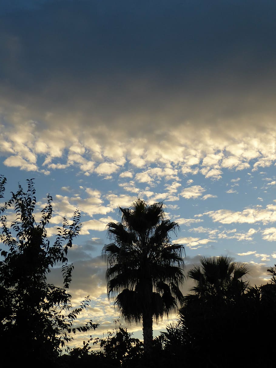 Palm Trees Treetops Dark Sky Twilight 4k Wallpaper